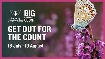 Big Butterfly Count is back for 2025!