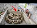 Brave Expert Risks His Life to Rescue Young Girl from Two Giant Pythons in Abandoned House