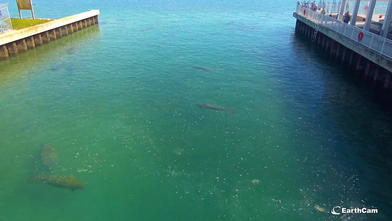 Virtual Class: Protecting Manatees Beyond Manatee Season