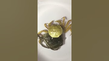 Cận Cảnh Con Cua Lột Xác