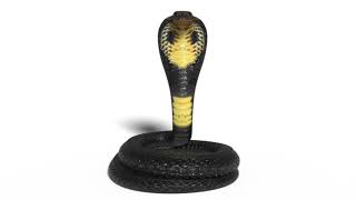 King Cobra Snake 3D Model for VFX