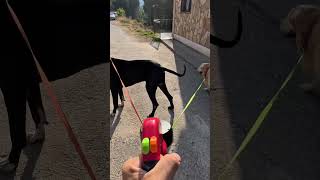 Its The Retractable Double Leash That Almost Every 2-Dog Owner Already Has For Their Walks