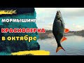 Красноперка в октябре . Мормышинг.