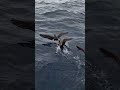STREAKED SHEARWATER First ever live record for New Zealand The Petrel Station Seabird Tours NZ mp3