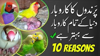 Birds Business is best in Pakistan 10 Reasons | Janiye parindon ka karobar Sab se acha kiyun he