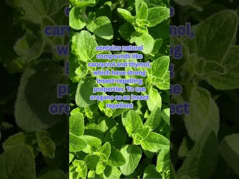 Video: Oregano byliny: Jak předcházet a léčit běžné problémy s oreganem a škůdci