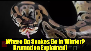 Where Do Snakes Go in Winter? Brumation Explained! 🌨️🐍