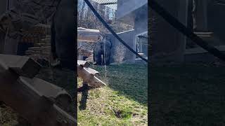 Blanket Falls Off Gorilla #animals #monkey #shorts