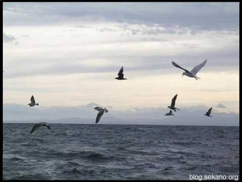 LAS GAVIOTAS - Jos Juan