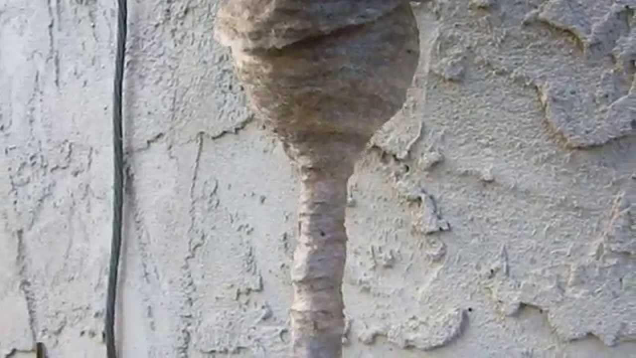 Bald Faced Hornet Nest Tube