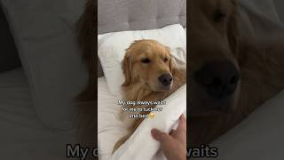 Dog waits to be tucked into bed  #goldenretriever #dog #puppy #puppyvideos #dogs