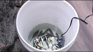 Yellow skunk farms is live!   Got fish 🐟 for the pond garden 😍