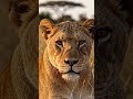 Tiger or lion,which is deadlier?🦁🐯