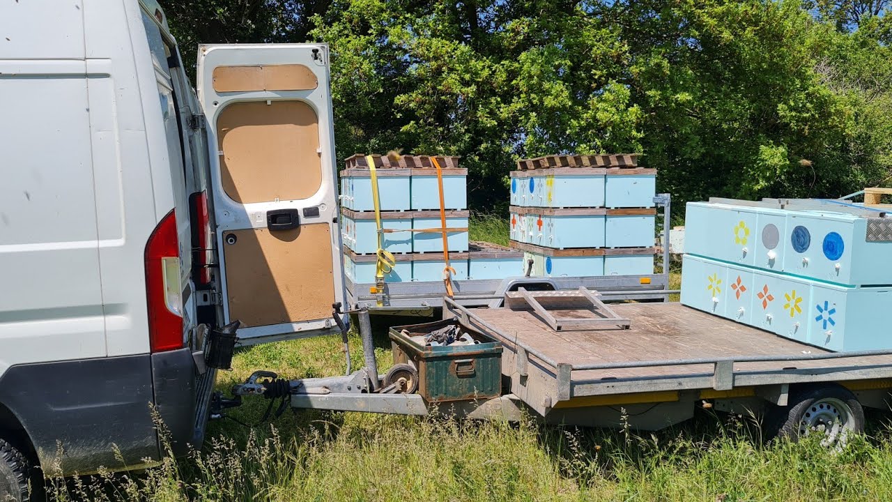 Roii facuti cu matca fecundata in martie au explodat si încep sa roiasca