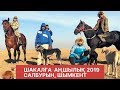 Шибөріге аңшылық тазы 2019/ Охота на шакала