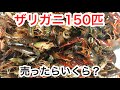 捕まえたザリガニ150匹をアクアショップで査定して貰った結果・・・!