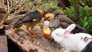 Cat TV for cats to watch 😺 Adorable summer birds, bunnies and mice 🐿 8 hours 4K HDR 60FPS