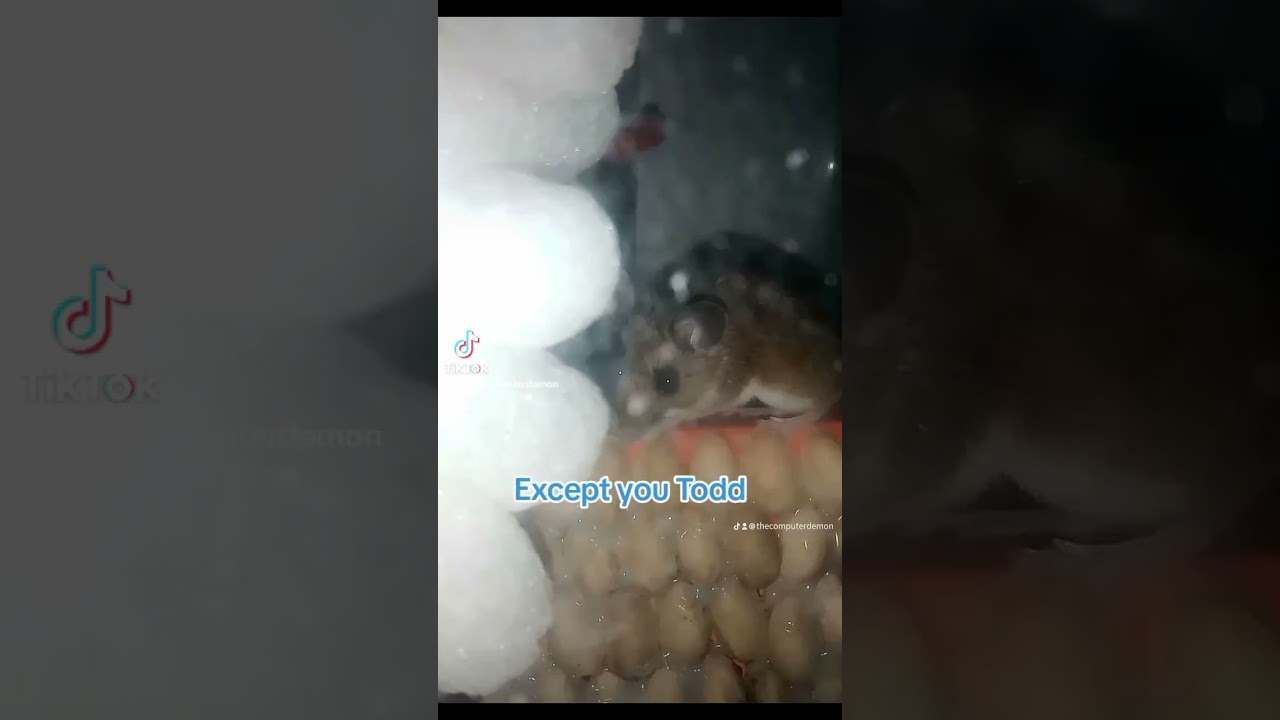 I know what you did Todd