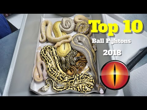 My Top 10 Ball Pythons From 2018 !!!