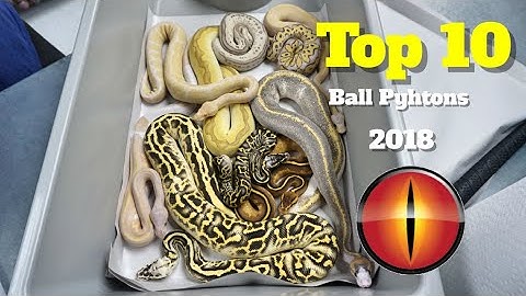 My Top 10 Ball Pythons From 2018 !!!