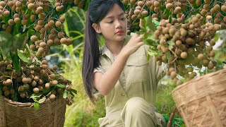 Harvesting Longan and How To Making Sun-Dried Longan
