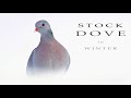 Stock dove. Flock of the birds in winter.
