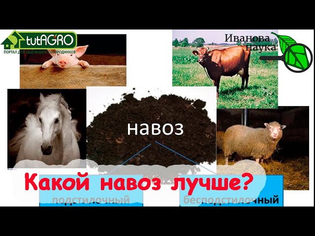 ВОТ КАКОЙ НАВОЗ ЛУЧШЕ? С таким навозом весь урожай будет большим, полезным и вкусным! Не ошибитесь!