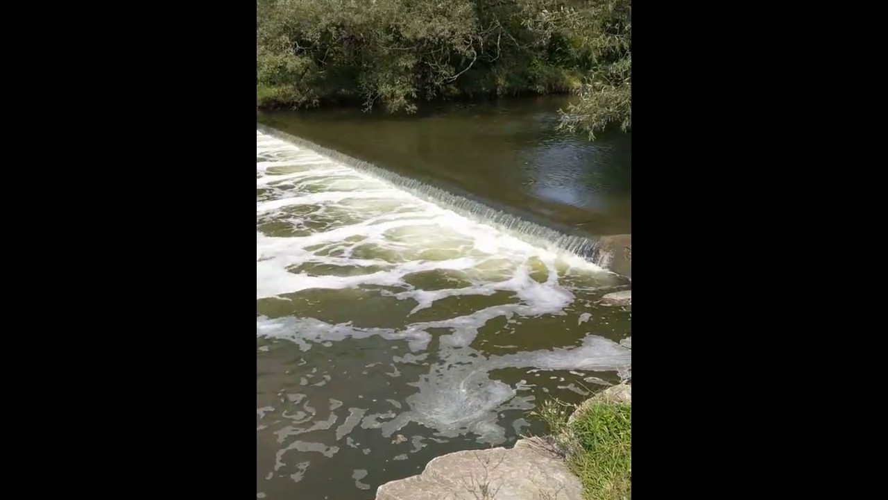 Salmon jumping in Don River Toronto YouTube