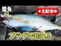 【競魚】プラグで魚を釣れ!!&スーパーチャット5000円獲得!!&グッドボタン30獲得!!