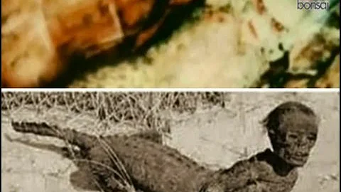 Come si chiama metà uomo metà animale?