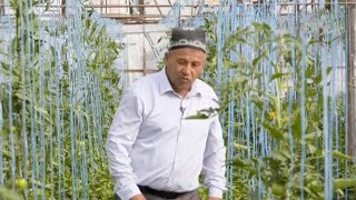 Май ойида қовун сотаётган асакалик боғбон сирлари | Mening bog'im