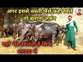 45000 से 65000 दाम वाली 4 ताज़ी भैंसें बिकाऊ। 4 Buffalos for sale at lowest prices.