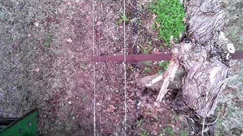 Dried grape mechanised pruner trial