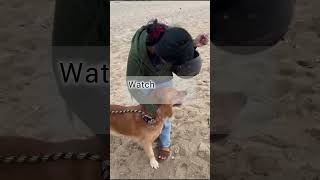 #petlover #golden retriever #dogloverstagrm #ytmate #reelsinsta #instayoutube #reallove