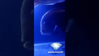 #shorts #video #aquarium