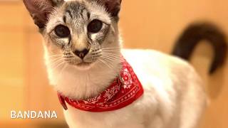 Balinese Cat Darci Fashion Show by Balinese Darci 146 views 4 years ago 1 minute