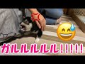 【豆柴】最近、うちの子犬が凶暴化してるんだが【噛痒い時期らしい】The puppy went wild