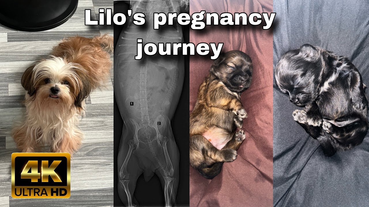 Lilo pregnancy journey || Dog shihtzu