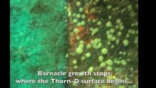 Comparision Thorn-D Antifouling And Conventional Antifouling