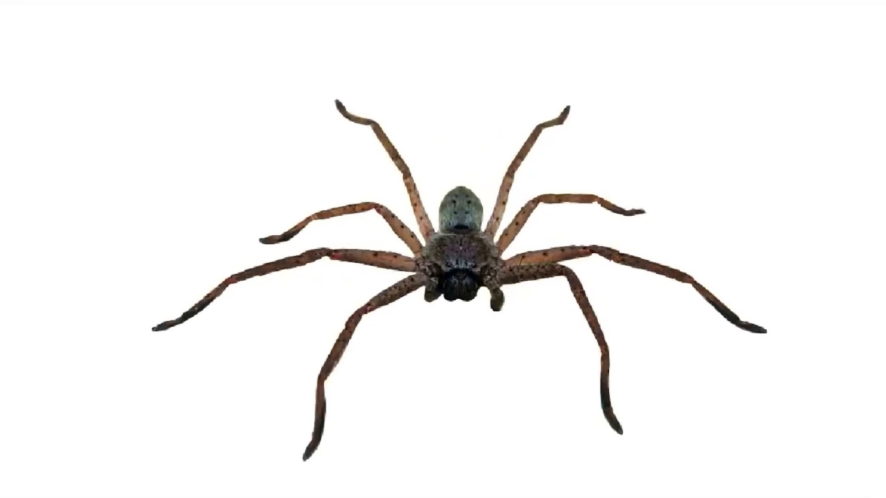 Паук валера картинка