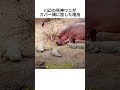 川辺の死神ワニがカバ一頭に屈した理由😳