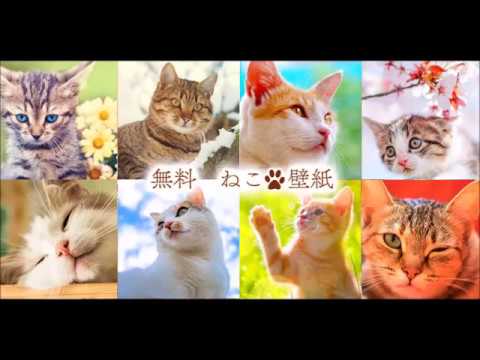 猫の待受け画面 無料かんたん壁紙画像きせかえライブ壁紙 Youtube