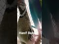 Batair ki awaaz/Quail bird best sound#shortvideo