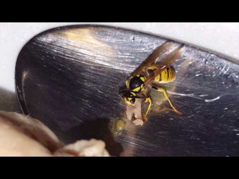 Маленькая пчёлка крадёт прямо из ложки кусочек мяса...