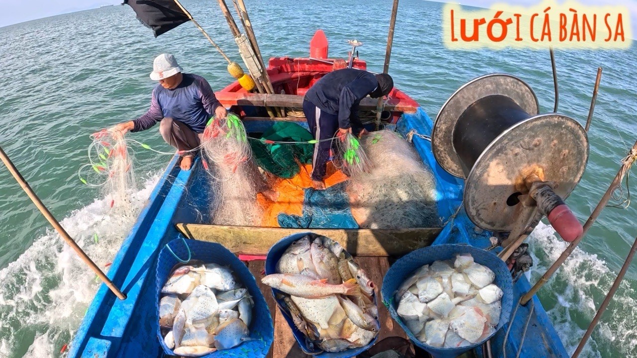 TRÚNG Cá Bàn Sa Của Ngư Dân Vũng Tàu