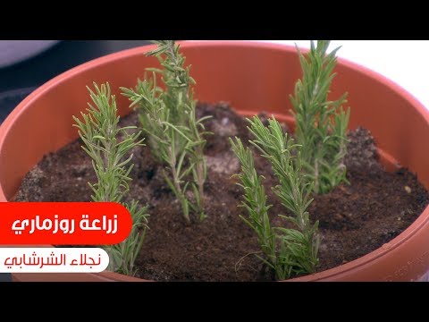 لضمان نجاح زراعة الروزماري في البيت.. اتبعوا نصائح نجلاء الشرشابي| نجلاء الشرشابي