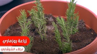 لضمان نجاح زراعة الروزماري في البيت.. اتبعوا نصائح نجلاء الشرشابي| نجلاء الشرشابي