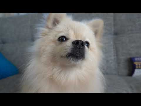 ネクスガードのCMを狙うかわいいワンコ#shorts #犬 #ポメラニアン #小型犬 #ネクスガード
