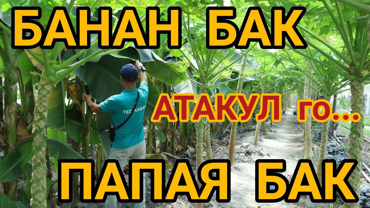 Пай-Пай-Паай! Мына сага БАНАН БАК жана ПАПАЯ БАК  |  Чын турбайбы?