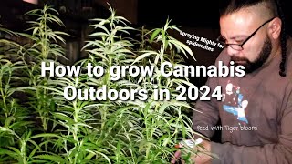 How to grow Cannabis Outdoors in 2024